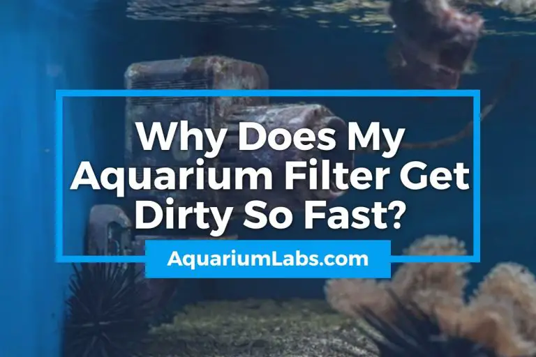 Why Does My Aquarium Filter Get Dirty So Fast? | Aquarium Labs