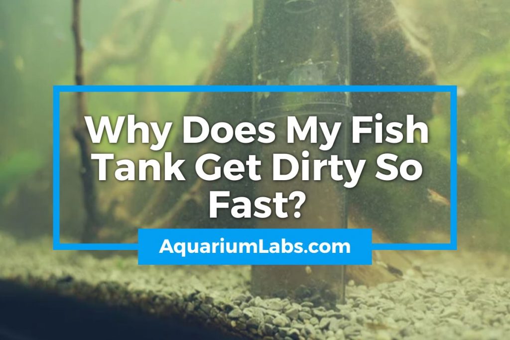 Why Does My Fish Tank Get Dirty So Fast - Featured Image