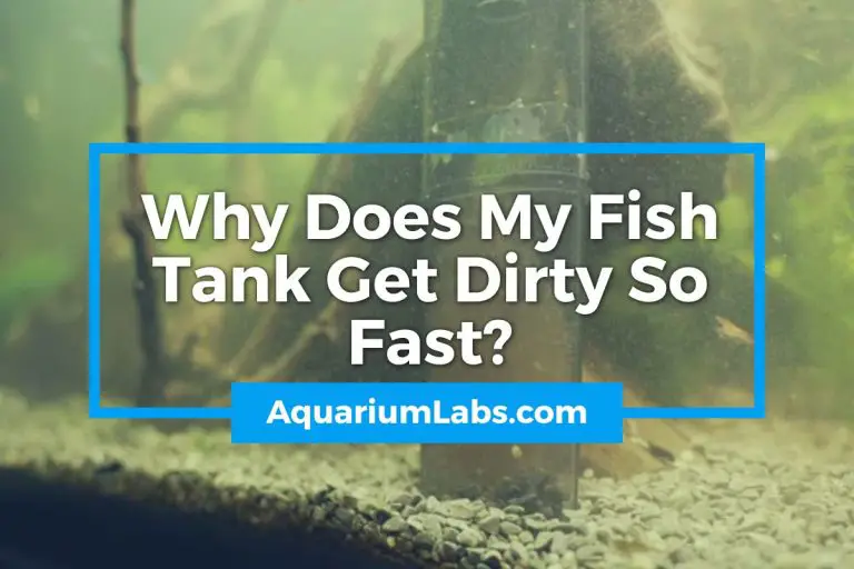 why-does-my-fish-tank-get-dirty-so-fast-aquarium-labs