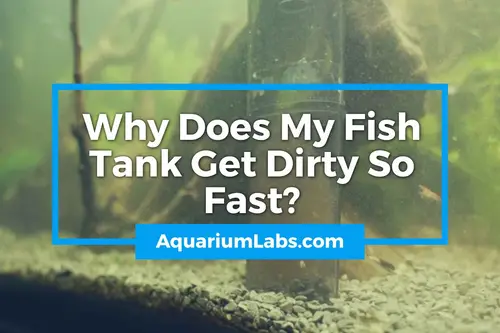 Why Does My Fish Tank Get Dirty So Fast? Discover the Reasons!