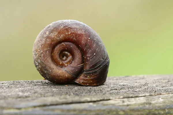 a single ramshorn snail