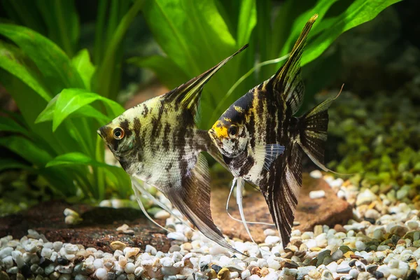 photographs of two angelfish in tank