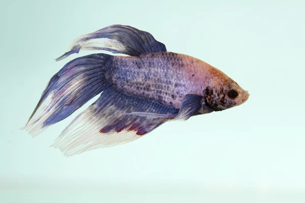 beautiful betta fish