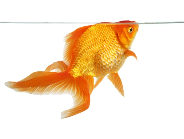 beautiful goldfish in white background