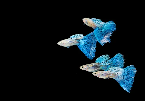 blue guppy, tropical fish