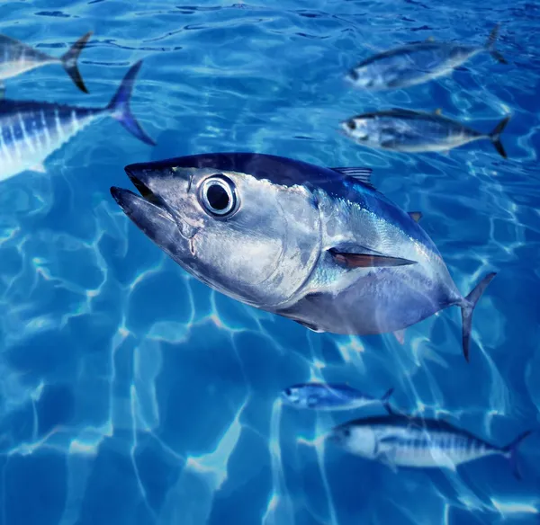 close up photo of Bluefin tuna