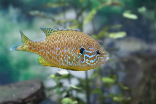 close up photo of Pumpkinseed Sunfish