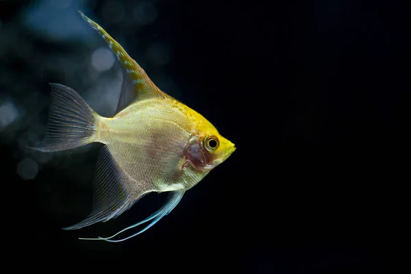 Close Up Photo Of Angel Fish.webp