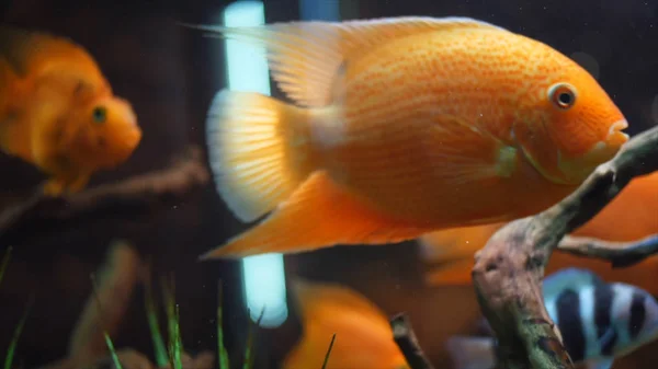 close up view of goldfish