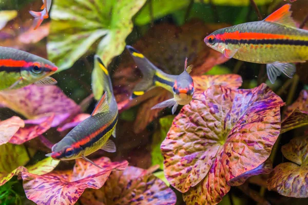 colorful tetra fishes in aquarium