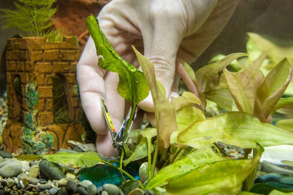 cutting thongs as maintenance on aquarium