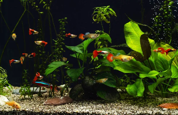 fancy guppies in freshwater aquarium