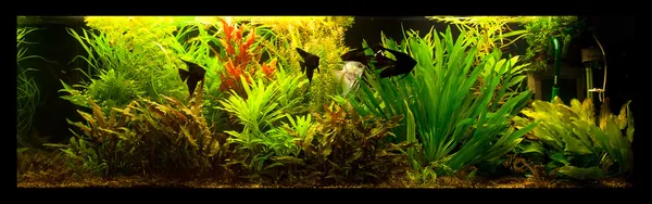fish pterophyllum scalare in Freshwater aquarium