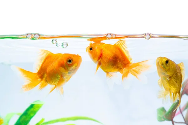 goldfish in a tank