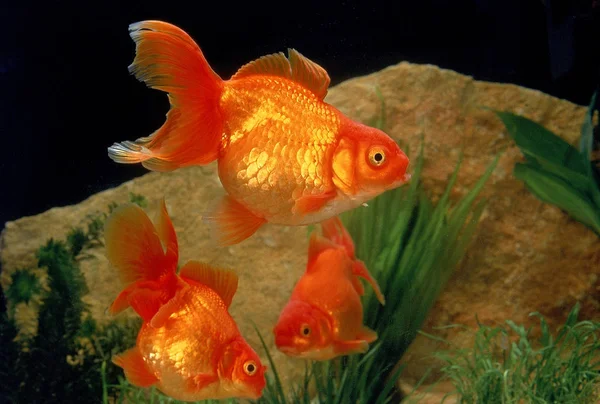 goldfishes in tank