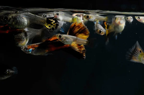 mixed-colored guppy fishes