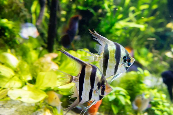 photography of angel fish