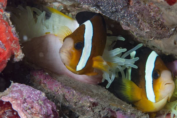 photos of clownfish