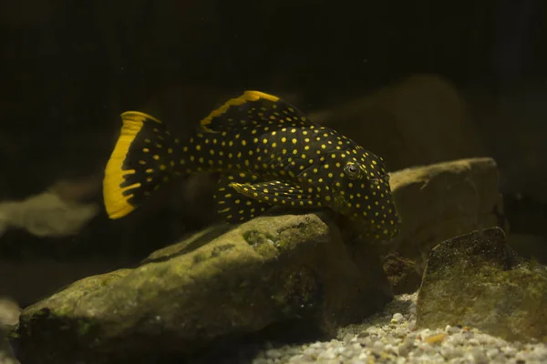 pleco fish