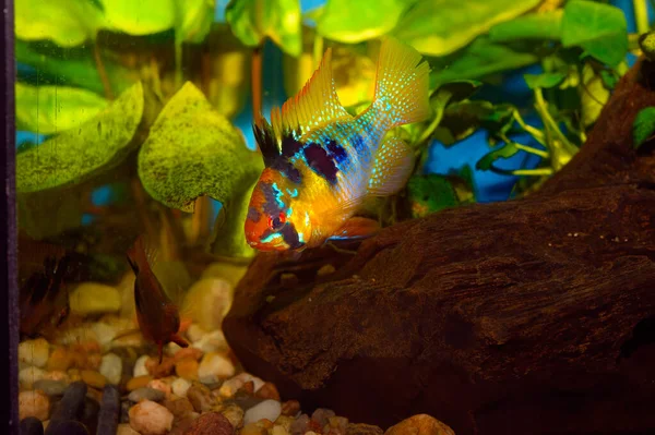 ram cichlid aquarium fish