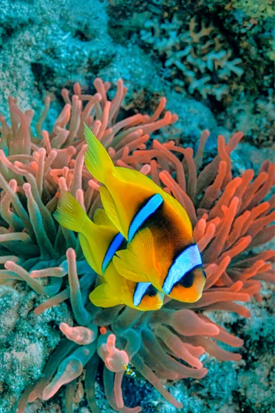 red sea clownfish