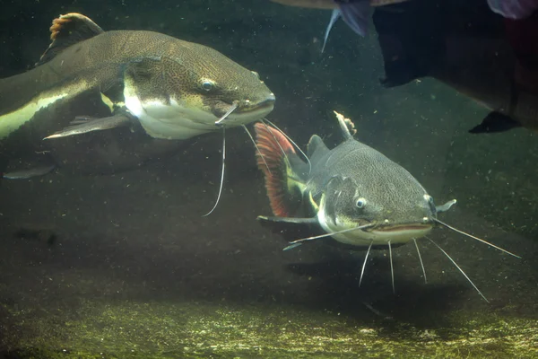 redtail catfish