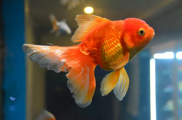 goldfish in tank