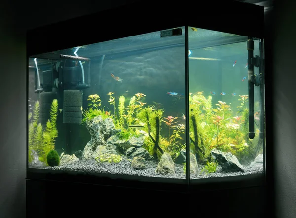 tropical freshwater in aquarium