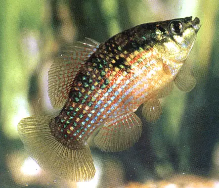 american flagfish