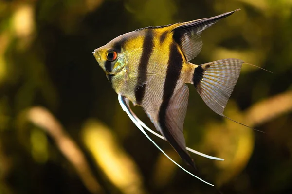 Angelfish with black and yellow stripes