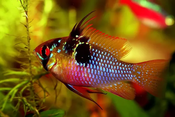 Beautiful Cichlids in tank 