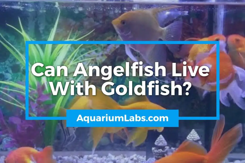 Can Angelfish Live With Goldfish Featured Image