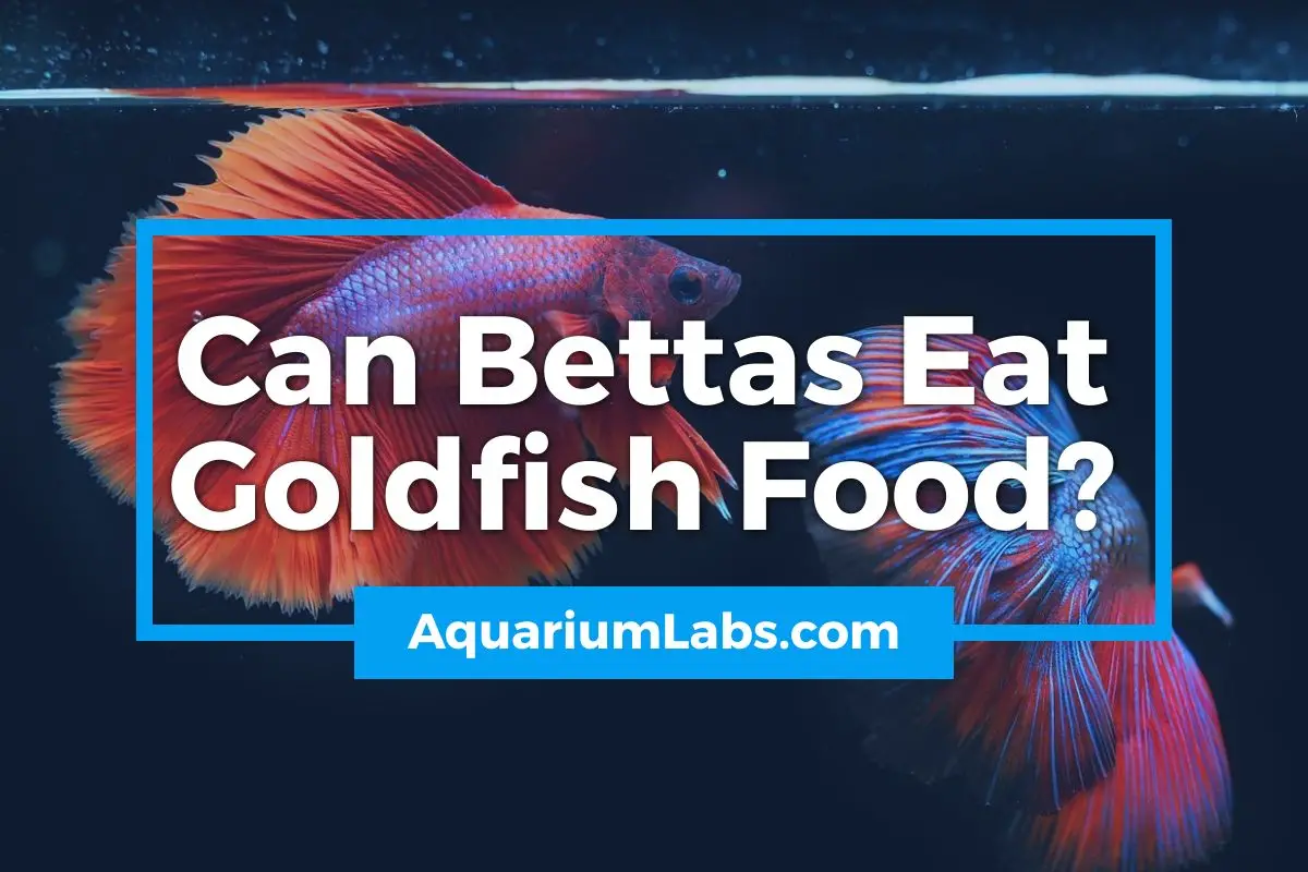 Can Bettas Eat Goldfish Food - featured image