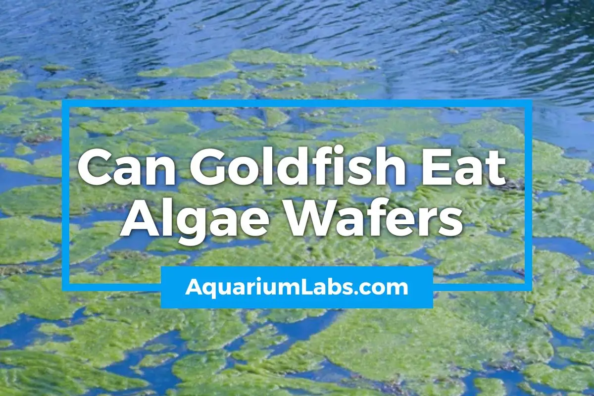 Can Goldfish Eat Algae Wafers - Featured Image