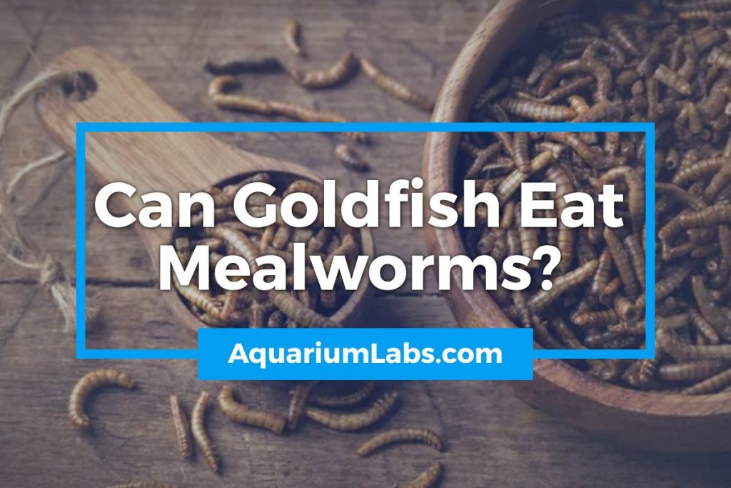 Can Goldfish Eat Mealworms - Featured Image