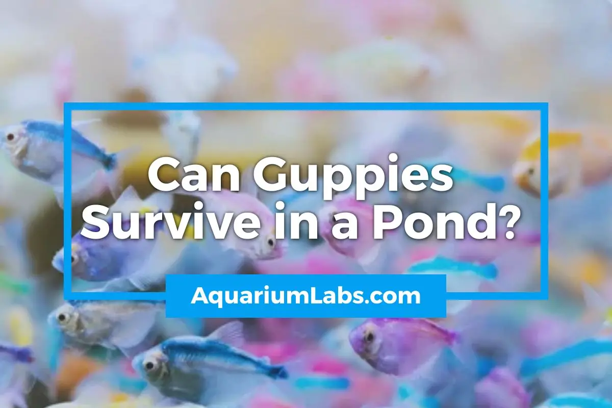 Can Guppies Survive in a Pond - Featured Image
