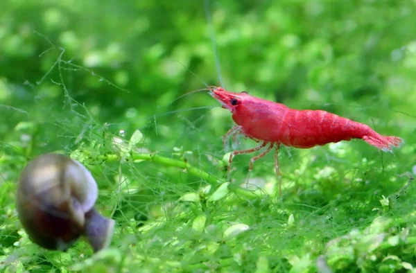 Cherry shrimp on aquarium grass