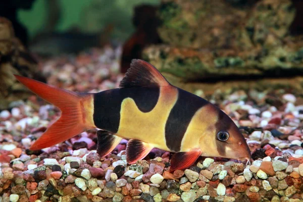 Clown Loach in a tank with small random stones and rocks