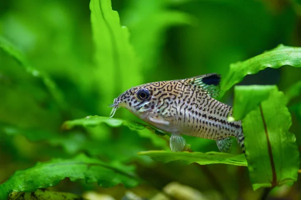 Corydoras in a tank with plants