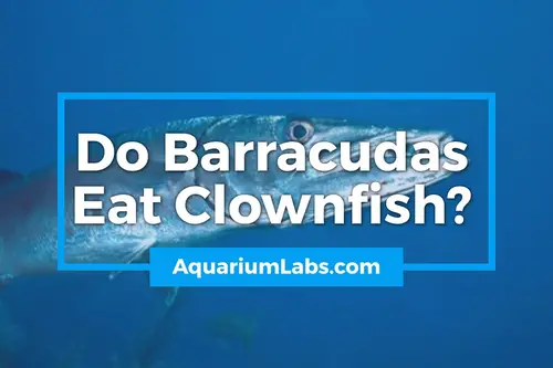 Do Barracudas Eat Clownfish - Blog Image