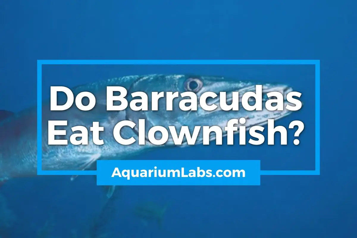 Do Barracudas Eat Clownfish - Featured Image