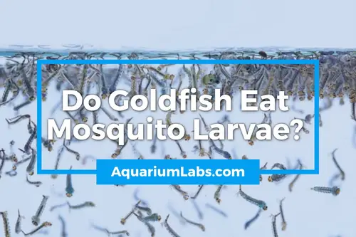 Do Goldfish Eat Mosquito Larvae - Blog Image