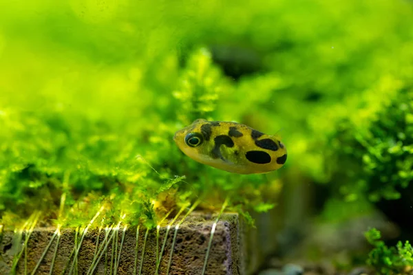 Dwarf Puffer in aquarium