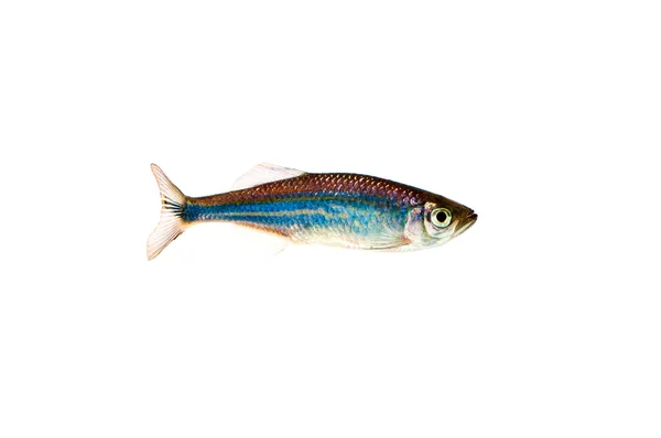 Fish Danio on white background