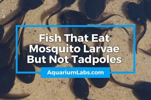 Fish that eat mosquito larvae but not tadpoles - blog image