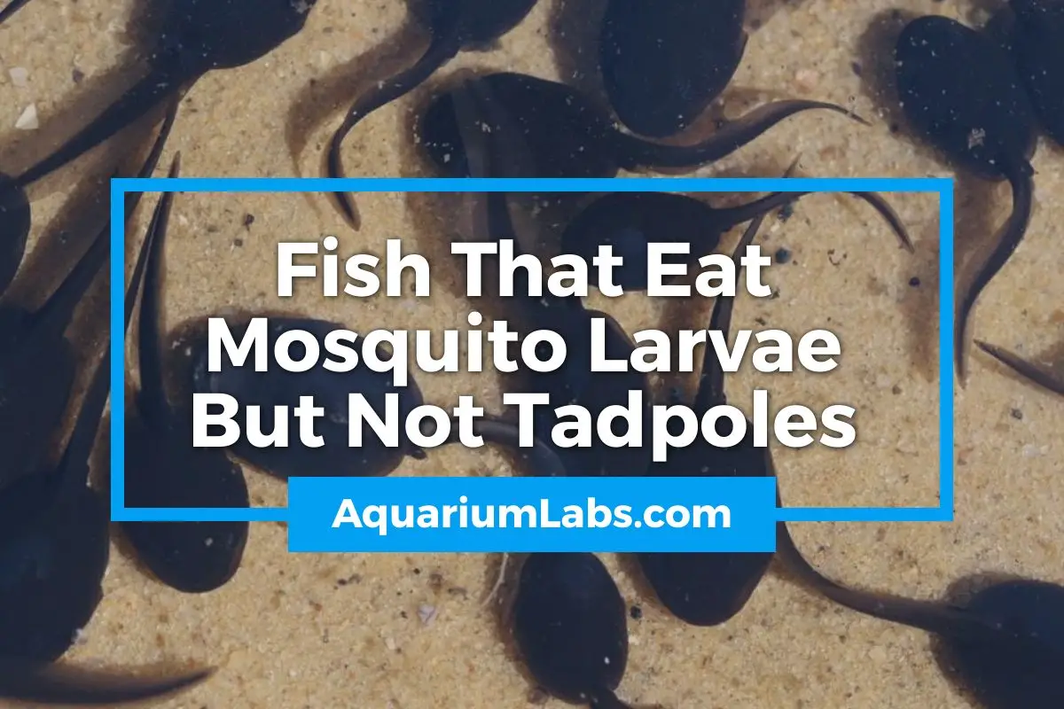 Fish that eat mosquito larvae but not tadpoles - featured image