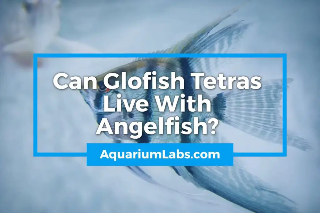 Glofish Angelfish - Featured Image
