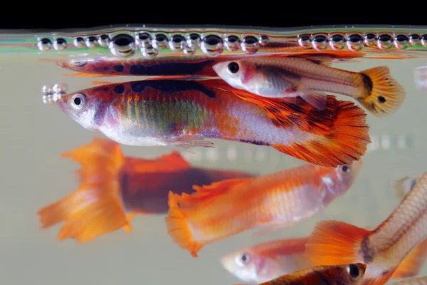 Guppies swimming near surface