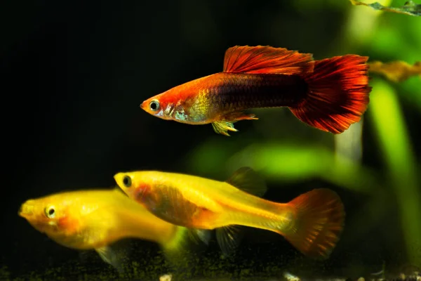 Guppys in freshwater aquarium