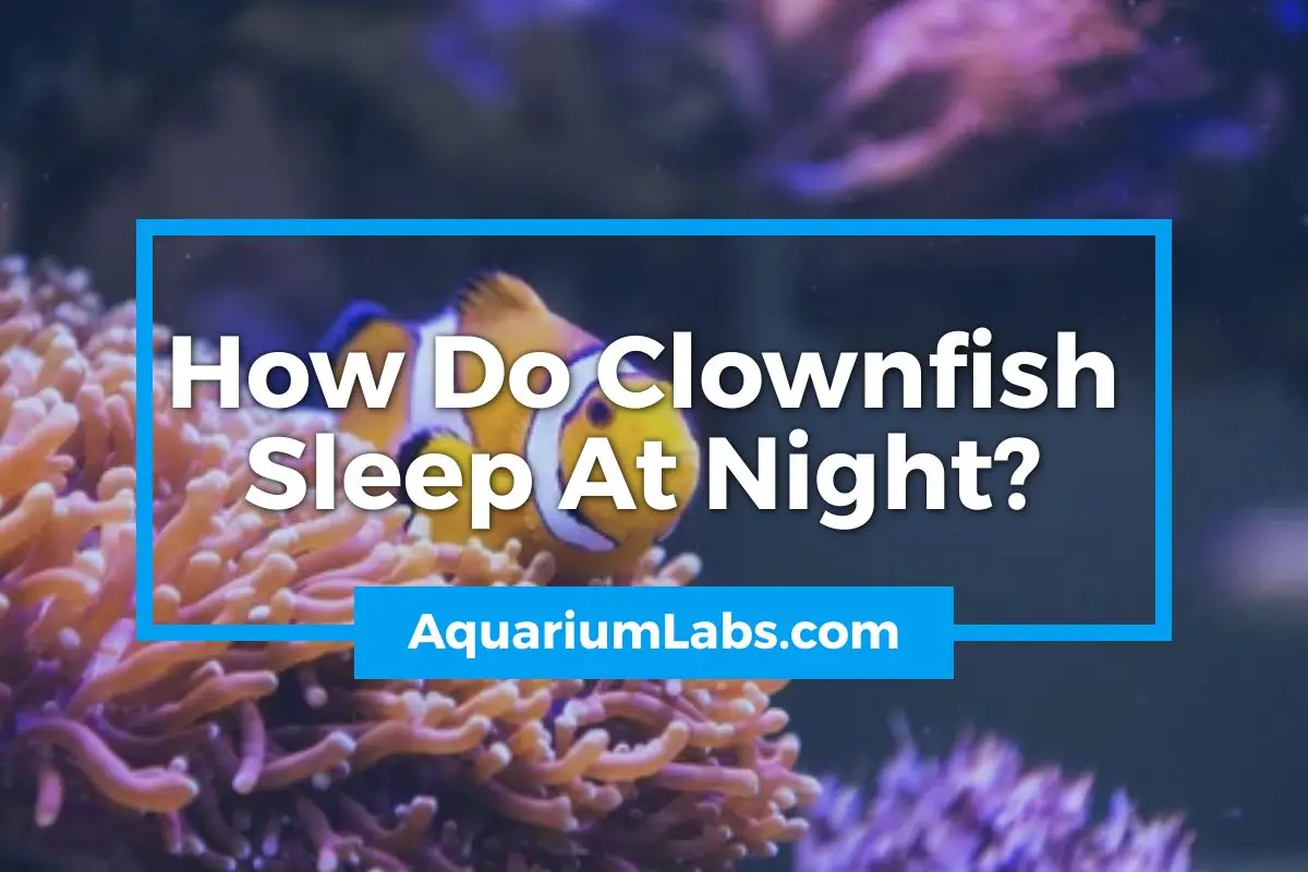 How Do Clownfish Sleep At Night - Featured Image